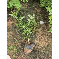 16杯四季玫瑰杯苗 抗性强易成活 小区花坛种植 盆栽观赏种苗 苗圃发货 电议价格 南阳张果