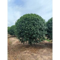 矮分支精品金桂 工程绿化行道树风景 四季金桂桂花树 成活率高 枝条挺拔 自有苗圃 电议价格
