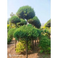 造型塔柏高度3米以上有30-40颗，价格不高。塔柏造型在欧式花园很常见 电议价格 德之丰农业