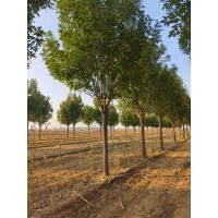 发帽白蜡15-20公分，3年冠幅，分枝冠幅非常一致，300棵，价格电议，欢迎挖走 锡泽苗木