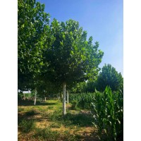 急出售法桐18-25公分 街道行道树法桐 湿地绿化苗圃种植法桐 沧州货源电议价格 公园绿化树