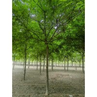急出售皂角8-15公分 皂荚树 喜光耐阴 落叶乔木 易成活 道路绿化工程用苗 沧州苗木基地 电议价格