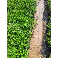 大量供应夏鹃大抔苗 夏鹃 高度35冠幅30毛鹃大杯数量大 现货销售 电议价格 金华苗木 珍惜苗木场