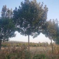 白蜡树基地实拍 园林绿化行道树 处理13-18公分速生白蜡 电议价格 惠民货源 家兴景观苗木