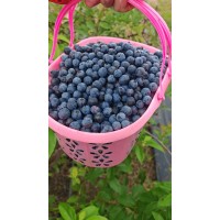 蓝莓 蓝色贵族蓝莓 蓝莓采摘 酸甜可口蓝莓成熟早易成活适合南北方种植 忆乡源生态农业