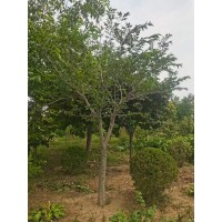 菩提树 胸径5-15公分全冠菩提地苗 多种规格基地直供 东北绿化苗木基地 电议价格 奥林绿化