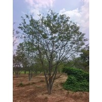 丛生朴树 防风固堤 栽植于草坪 旷地或街道两旁  树形优美 小区厂区绿化 电议价格 鲁韵苗木基地