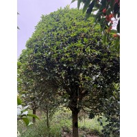 出售天香台阁桂花，丹桂 四季常绿 浓香性露地栽桂花 适用于庭院设计 电议价格 嘉安花木基地