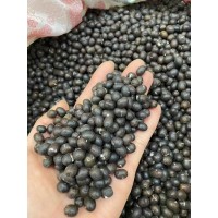 美人蕉种子林木种籽水生植物四季多年生景观绿化工程观叶种孑 电议价格 林木草花种子销售 方政种业