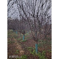 出售假植 ​榆叶梅8-10公分，需要的联系 高杆榆叶梅 小区绿化行道树 庭院装饰观赏树 电议 康达苗圃