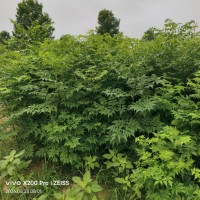 苦楝小苗 周口基地实拍图片 景观园区绿化行道树 基地自己种植 可随便选苗大量现货 电议价格 景创园林