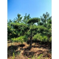 基地供应油松造型树 绿色观形树形优美 工程园林别墅绿化松树 电议价格 山西货源 世奥园林