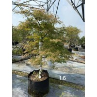 羽毛枫 细叶鸡爪槭容器苗实拍 基地供应 树姿优美 耐寒耐旱 景区庭院园林小区绿化 电议价格