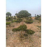 造型卫矛，市政道路节点绿化，公园绿化，别墅绿化用苗 山东货源电议价格 驰腾苗木