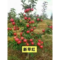 苹果苗2-5公分 天王红富士果树3-5公分 新平红系列苹果苗 果皮鲜红 酸甜可口 适应性广 电议价格 雪松苗木