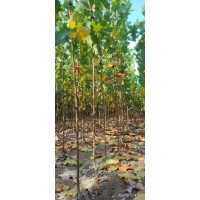 绿化造林法桐苗 道路补植苗木 基地实地选苗 法桐小苗1-5公分大量现货 电议价格 滨州 弘明苗木
