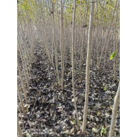 小城黑14 杨树苗2-3.5公分 北方杨树苗木繁育基地 荒山造林 电议价格 东北杨树苗大量供应 电议价格