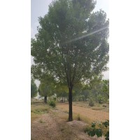 白蜡树 山东白蜡基地实拍图片 20-22-23-24-25-26公分精品白蜡300棵出售 电议价格 盛鑫园林