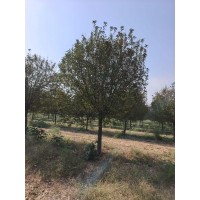 绚丽海棠 15-20公分精品高杆绚丽海棠，质优价廉，优惠多多 公园绿化造景树 行道树 电议价格 盛鑫园林