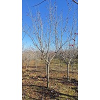 山里红6-8公分 东北山楂树基地 规格齐全 果实饱满 园区景观树园林绿化 电议价格 红日苗圃