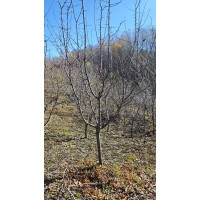 山杏6一8 早春观花树种 耐寒耐旱耐贫 市政园林绿地大量使用 电议价格 东北苗木 红日苗圃