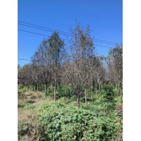 出售 彩叶豆梨秋火焰 观花观果秋后赏红叶绿化苗木 庭院景观苗木 电议价格 朱菊芳花卉苗木