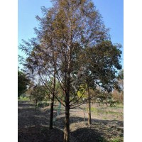 水杉 堤岸湖滨池畔园林庭院盆栽观赏性植物 别名梳子杉 量大 绿化苗木生长旺盛 电议价格 朱菊芳苗木