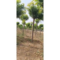金叶槐8-10-12-15公分 速生行道绿化树 黄金槐庭院种植公园小区街道绿化 电议价格 山东货源