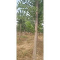 国槐 基地国槐实拍图片 10公分现货装车发货 电议价格 速生行道绿化树 观赏风景绿化树