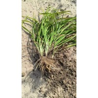 红花萱草 基地直供 花期长 耐寒耐旱 小区园林景区公园绿化工程苗 电议价格 鞍山花卉基地
