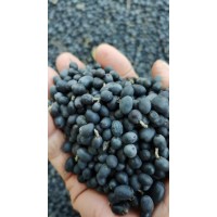 水蜡树种子护坡绿化固土工程绿化植物种籽林木花种 东北林木种子销售 新采种子 电议价格 旭霞种苗
