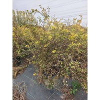 黄金喷泉绣线菊 多年生落叶灌木 多分支工程苗基地现挖带土发货 电议价格 园林绿化造景苗