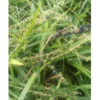 兰花三七种子产新，需要的联系 多年生绿化植物花坛花境草籽花卉四季种植 电议价格 风林种业