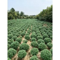 精品国庆菊 国庆菊长什么样 什么时候开花 怎么挑选 电议价格 鄢陵国庆菊基地 花海花境造景菊花