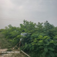 合欢小苗 绿化造景种植苗 景区园林公园行道点缀规格齐全 合欢苗全国发货 电议价格 周口景创园林