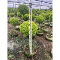 亮晶女贞塔高度80-120公分，原生棒棒糖批发价出售 电议价格 宜兴市秋阳花卉苗木