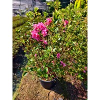 安酷杜鹃5加仑（康乃馨）高度80一1米，毛冠60左右 电议价格 紫嫣花木场 浙江货源
