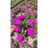 凤仙花 凤仙 东北凤仙花实拍照片 基地批发种植 红 粉 橙 颜色鲜艳 颗型美观 电议价格有量