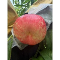 中油蟠20 裂果现象少 自花结实 抗寒防冻 好修剪简单成型快早挂果早丰产 电议价格 鸿鑫苗木
