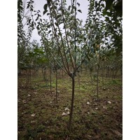 骨里红红梅3公分有量 庭院绿化绿篱 公园行道景区造景苗木 南阳货源 电议价格 锦亨源绿化