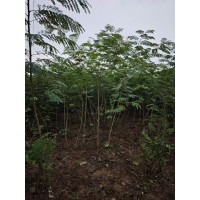 合欢苗0.8到2.5公分 合欢小苗批发 盆栽地栽苗庭院别墅公园造景观赏价值高 电议价格 锦亨源绿化