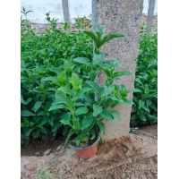 肥皂草 又名石碱花 花期长 耐寒耐修剪 栽培管理简单 花形优美 根系发达 抗寒耐旱 新强花卉苗木