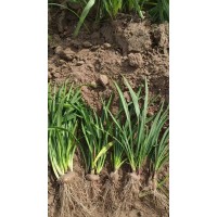 盆蛇鞭菊苗 耐寒耐热 喜光耐湿 道路绿化园林工程 鞍山花卉 花海设计用苗 猫尾花 麒麟菊 莉娜