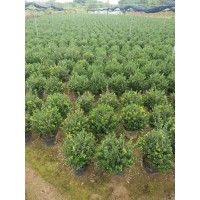 完美冬青大桶数量有限价格实惠 盆栽地栽 园林绿化地被绿篱 电议价格 兰溪金土地农业