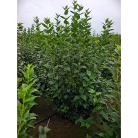丛生连翘 株高80cm-120cm 5-10分枝 遵化货源 苗木种植基地供应 电议价格 聚滋园林绿化