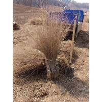 大地金叶榆60公分到1.2米还有十五万棵 多规格 公路小区绿化栽植用 行道景观树 耐寒耐旱 电议