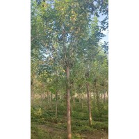 10到12公分白蜡两年冠假植苗急售 绿化景观白蜡 庭院种植观赏树 电议价格 山东货源 京喜苗木