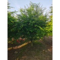 鸡爪槭 苗圃供应鸡爪槭 公园景区园林片植 列植 绿化工程苗木 造景观赏树 电议价格 钟祥祥诚绿化