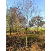 精品红黄白玉兰10到13公分急售，量不大，需要速联 公园绿地庭园孤植观赏 生态景观 规格齐全 电议 京喜苗木