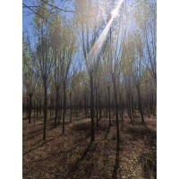 8-15公分白蜡大量供应 白蜡风景树 工程园林观赏树 户外行道树 电议价格 山东货源 弘明苗木